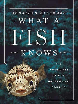 آنچه یک ماهی می‌داند
